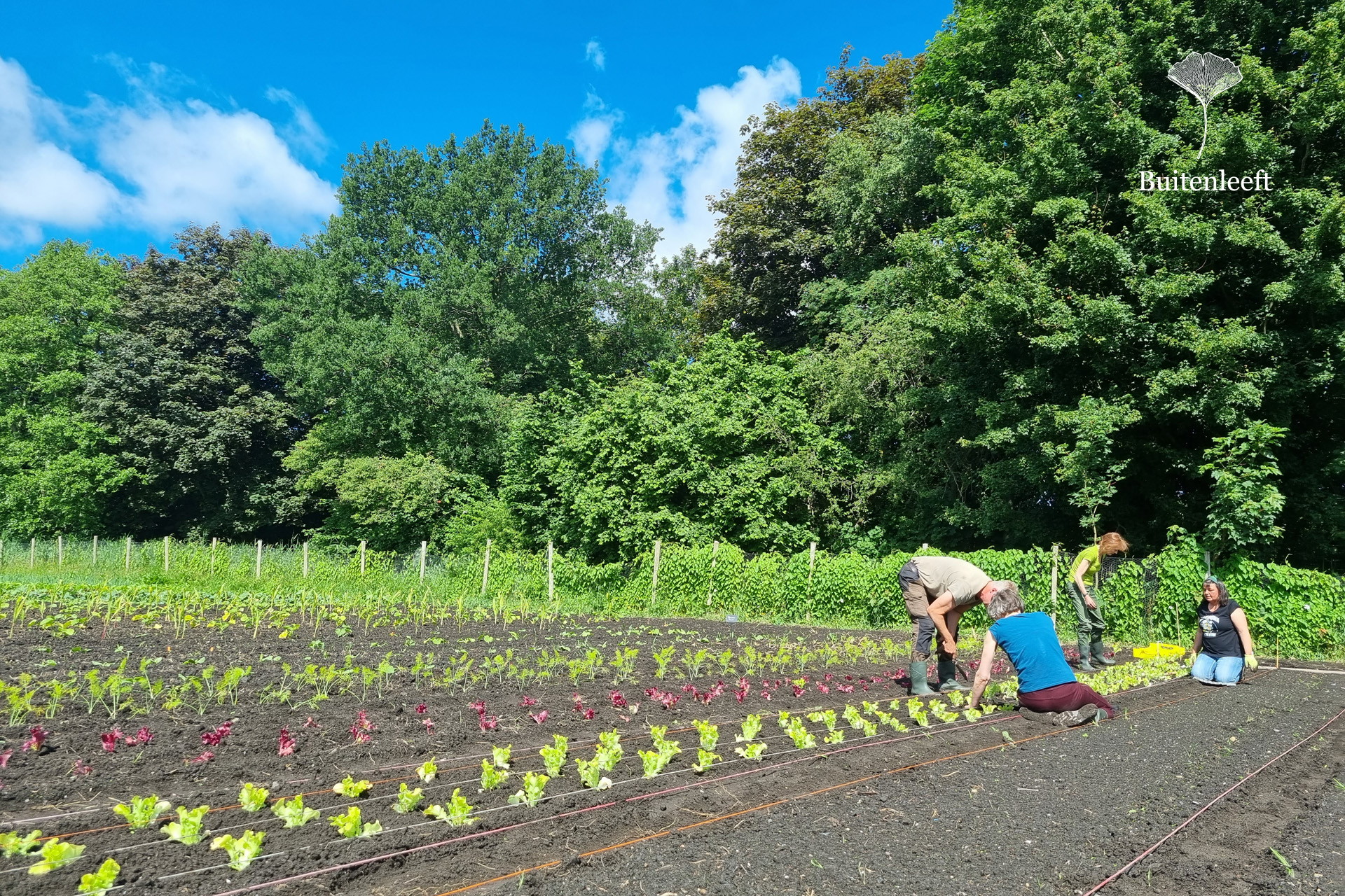 Vrijwilligers in ’t groen